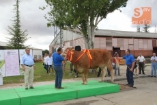 Foto 4 - Homenaje a los mejores ejemplares del concurso de limusín