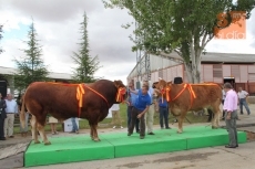 Foto 3 - Homenaje a los mejores ejemplares del concurso de limusín