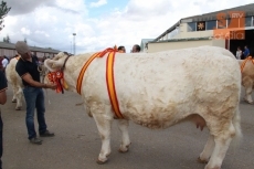 Foto 4 - Los ganaderos salmantinos reciben seis de los ocho grandes premios del concurso nacional de...