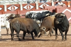 Foto 6 - La plaza cobra vida con el frescor de los novilleros que aspiran a más