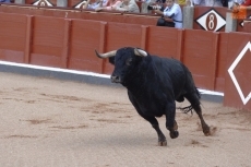 Foto 5 - La plaza cobra vida con el frescor de los novilleros que aspiran a más