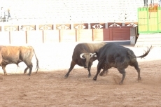 Foto 4 - La plaza cobra vida con el frescor de los novilleros que aspiran a más