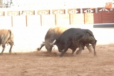 Foto 3 - La plaza cobra vida con el frescor de los novilleros que aspiran a más