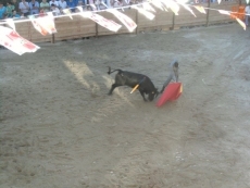 Foto 5 - Música para arropar a la Virgen del Rosario durante los actos religiosos