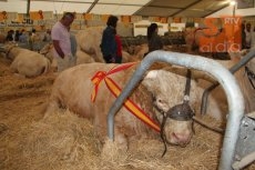 Foto 6 - Un ganadero madrileño paga 12.200 euros por 'Epidemia', el toro de la feria