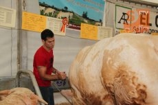 Foto 5 - Un ganadero madrileño paga 12.200 euros por 'Epidemia', el toro de la feria