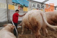 Foto 4 - Un ganadero madrileño paga 12.200 euros por 'Epidemia', el toro de la feria