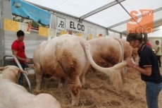 Foto 3 - Un ganadero madrileño paga 12.200 euros por 'Epidemia', el toro de la feria