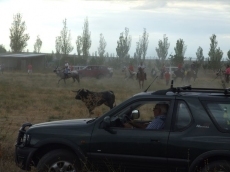 Foto 4 - Cientos de vehículos y decenas de caballos se dan cita en el encierro campero
