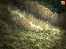 Foto 4 - Buenas sensaciones ante la nueva temporada de jabalí que comienza el domingo