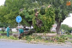 Foto 6 - Ciudad Rodrigo empieza a decir adiós a su emblemático Árbol Gordo
