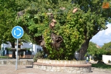 Foto 4 - Ciudad Rodrigo empieza a decir adiós a su emblemático Árbol Gordo