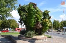 Foto 3 - Ciudad Rodrigo empieza a decir adiós a su emblemático Árbol Gordo