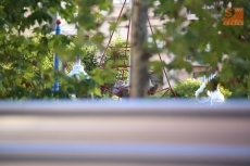 Foto 4 - Vecinos de Garrido recrudecen sus protestas contra la tala de los primeros árboles del parque