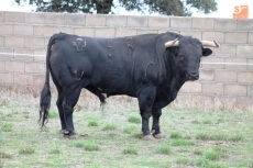 Foto 5 - Toros del Puerto de San Lorenzo para el festejo mixto de Alba