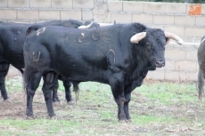 Foto 4 - Toros del Puerto de San Lorenzo para el festejo mixto de Alba