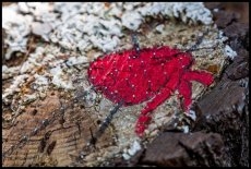 Foto 3 - Un bosque de ‘Arte Efímero’ en el corazón de la Sierra