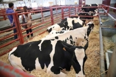 Foto 6 - La exposici&oacute;n de ganado, una de las grandes atracciones de Salamaq