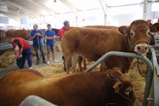 Foto 5 - La exposici&oacute;n de ganado, una de las grandes atracciones de Salamaq