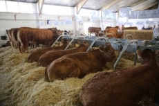 Foto 4 - La exposici&oacute;n de ganado, una de las grandes atracciones de Salamaq