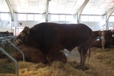 Uno de los toros de la feria