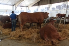 Foto 5 - 200 vacas de la raza limusina participan en la primera jornada del concurso nacional