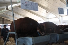 Foto 4 - 200 vacas de la raza limusina participan en la primera jornada del concurso nacional