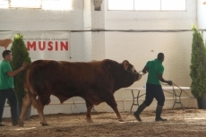 Foto 3 - 200 vacas de la raza limusina participan en la primera jornada del concurso nacional