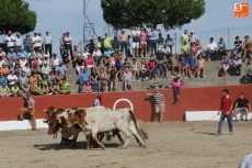 Foto 4 - Vibrante primer encierro de las fiestas con bonitos novillos de Espioja