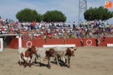 Foto 3 - Vibrante primer encierro de las fiestas con bonitos novillos de Espioja