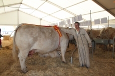 Foto 4 - 'Bigorre' del salmantino Ángel Santiago García, campeona adulta del concurso de la raza charolesa 