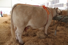 Foto 3 - 'Bigorre' del salmantino Ángel Santiago García, campeona adulta del concurso de la raza charolesa 