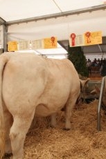 Foto 5 - Pleno de las ganaderías salmantinas en el concurso de la raza charolesa