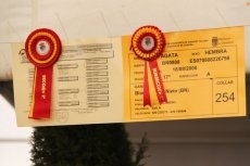 Foto 4 - Pleno de las ganaderías salmantinas en el concurso de la raza charolesa