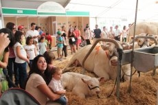 Foto 3 - Pleno de las ganaderías salmantinas en el concurso de la raza charolesa