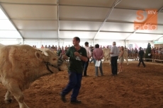 Foto 6 - Dos toros charoleses de Mariano de Diego, campeón y subcampeón adultos del Concurso Nacional