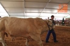 Foto 5 - Dos toros charoleses de Mariano de Diego, campeón y subcampeón adultos del Concurso Nacional