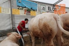 Un ganadero madrileño paga 12.200 euros por Epidemia, el toro de la feria