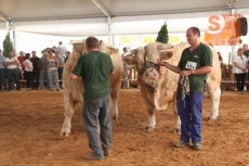 Dos toros charoleses de Mariano de Diego, campe&oacute;n y subcampe&oacute;n adultos del Concurso Nacional