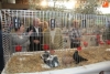 Foto 2 - Actividades relacionadas con la caza, y la muestra aviar complementan la Feria Agroalimentaria