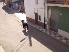 Foto 6 - Puerta grande para Carlos Navarro, Alberto Escudero y Alejandro Marcos