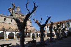 Foto 4 - Las flores de la Plazuela del Buen Alcalde resultan dañadas en el proceso de poda de los árboles