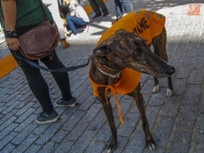 Foto 6 - Miradas caninas en la plaza del Oeste, en busca de una persona que les quiera