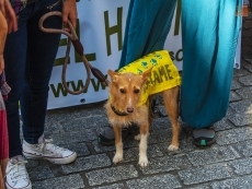 Foto 5 - Miradas caninas en la plaza del Oeste, en busca de una persona que les quiera