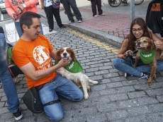 Foto 4 - Miradas caninas en la plaza del Oeste, en busca de una persona que les quiera