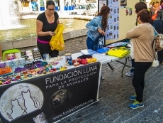 Foto 3 - Miradas caninas en la plaza del Oeste, en busca de una persona que les quiera