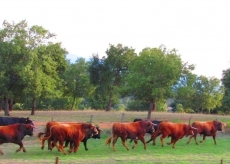 Foto 5 - Antiguos alumnos del Seminario Misionero de Mariannhill se reúnen en Miróbriga