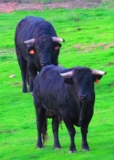Foto 4 - Antiguos alumnos del Seminario Misionero de Mariannhill se reúnen en Miróbriga