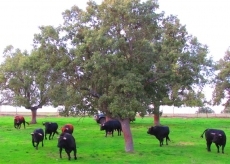 Foto 3 - Antiguos alumnos del Seminario Misionero de Mariannhill se reúnen en Miróbriga