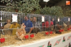 Foto 3 - Actividades relacionadas con la caza, y la muestra aviar complementan la Feria Agroalimentaria